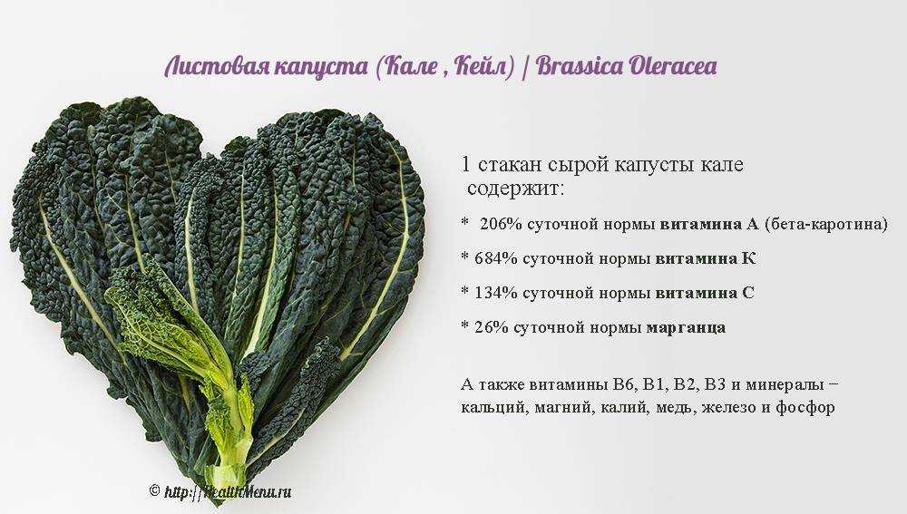 Лучшие сорта капусты кольраби: их выбор и описание