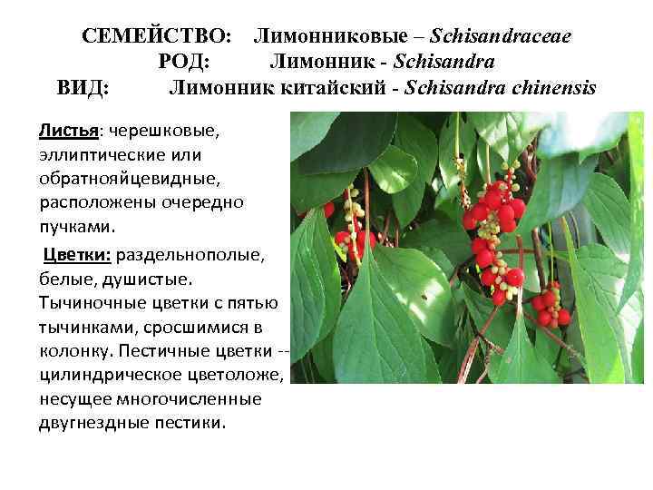 Секреты выращивания китайского лимонника