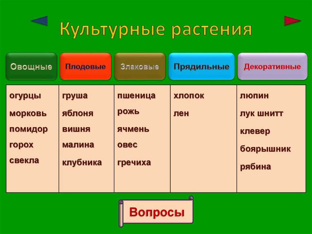Характеристика семейств покрытосеменных