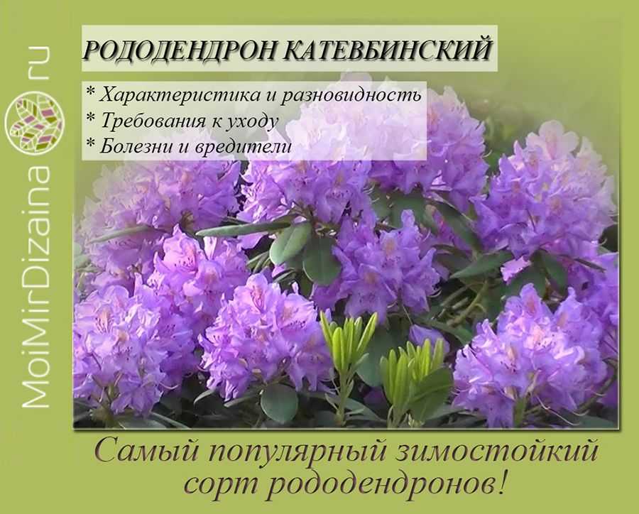 Как выращивать рододендрон садовый в сибири и на урале, правильная посадка и уход, размножение и пересадка азалии, разновидности с названиями и фото