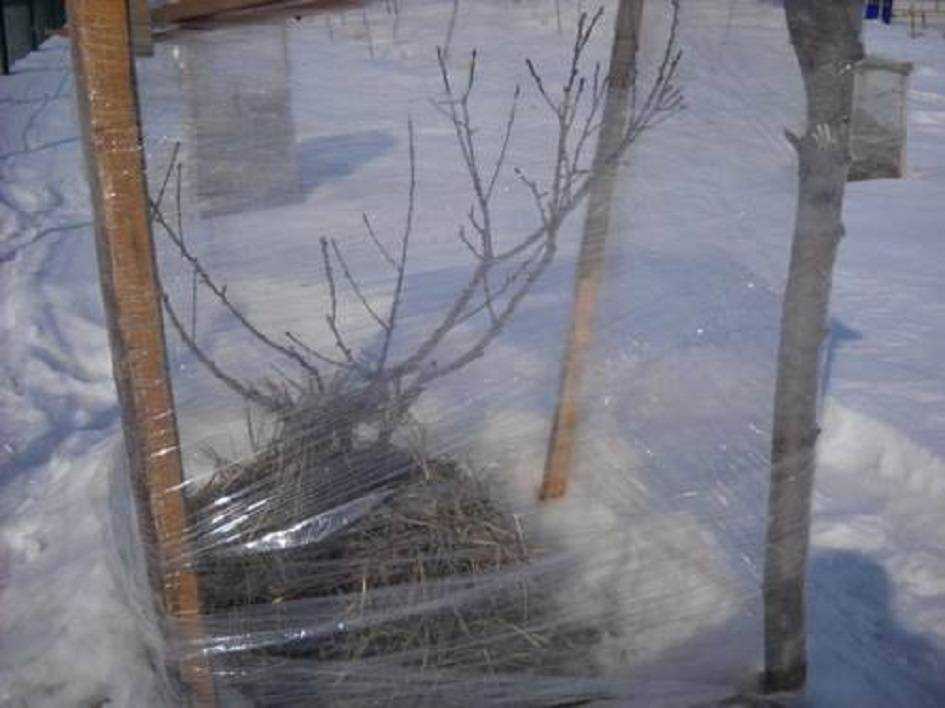 Чем на зиму укрывать дерево персик