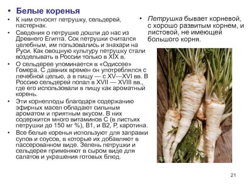 Пастернака корень