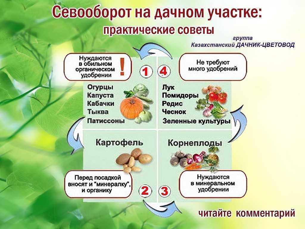 Предшественники и соседи овощных и плодово-ягодных культур: хорошие и плохие