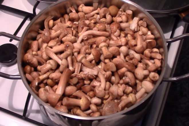 Описание и полезные свойства гриба козляк козленок решетник