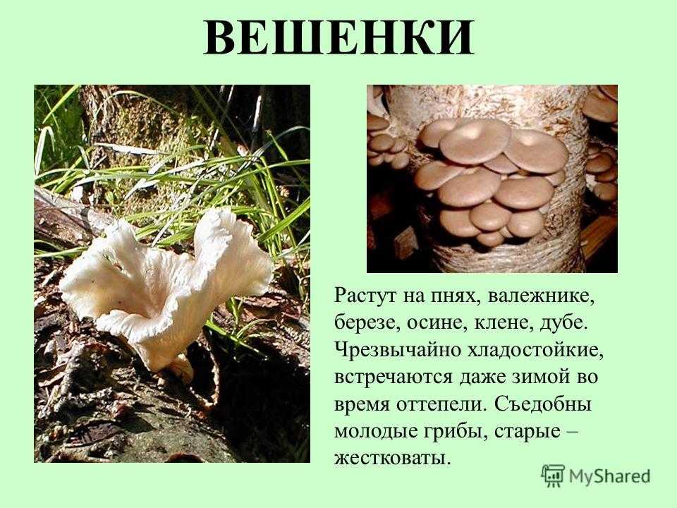 Грибы вешенки: на каких деревьях растут, выращивание из мицелия, как выглядят
