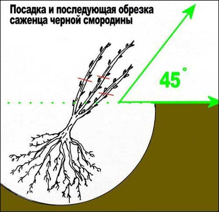 Когда и как сажать крыжовник саженцами весной: пошаговая инструкция