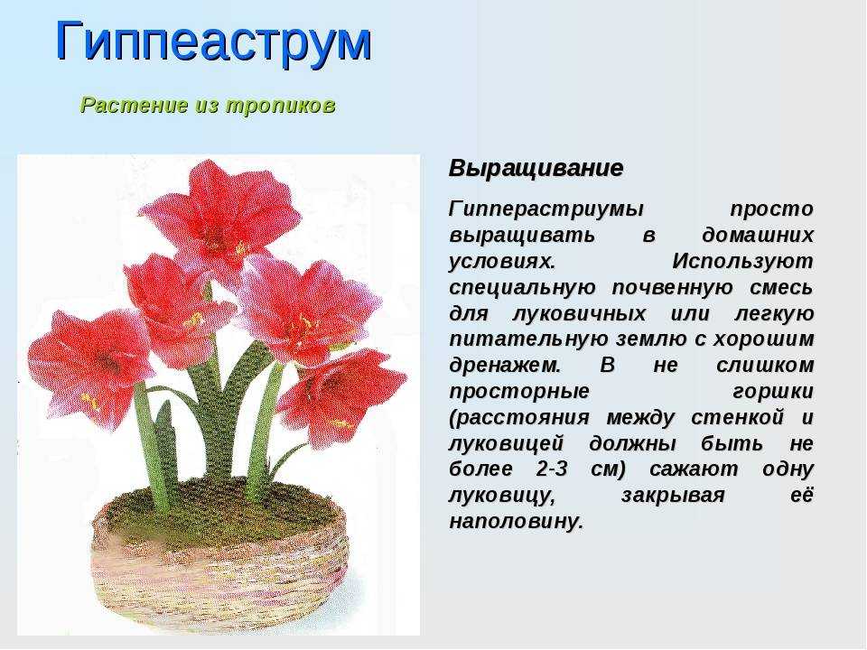 Правильный уход за амариллисом в домашних условиях
