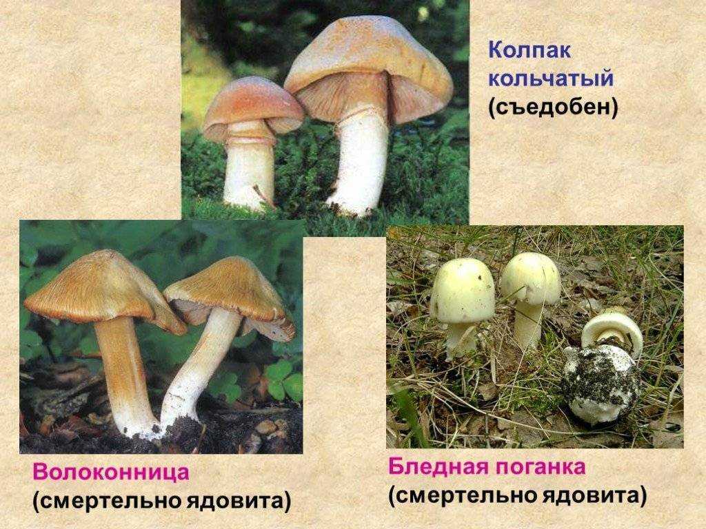 Маринованные колпаки кольчатые – пошаговый фото рецепт заготовки грибов на зиму. колпак кольчатый: съедобный или нет