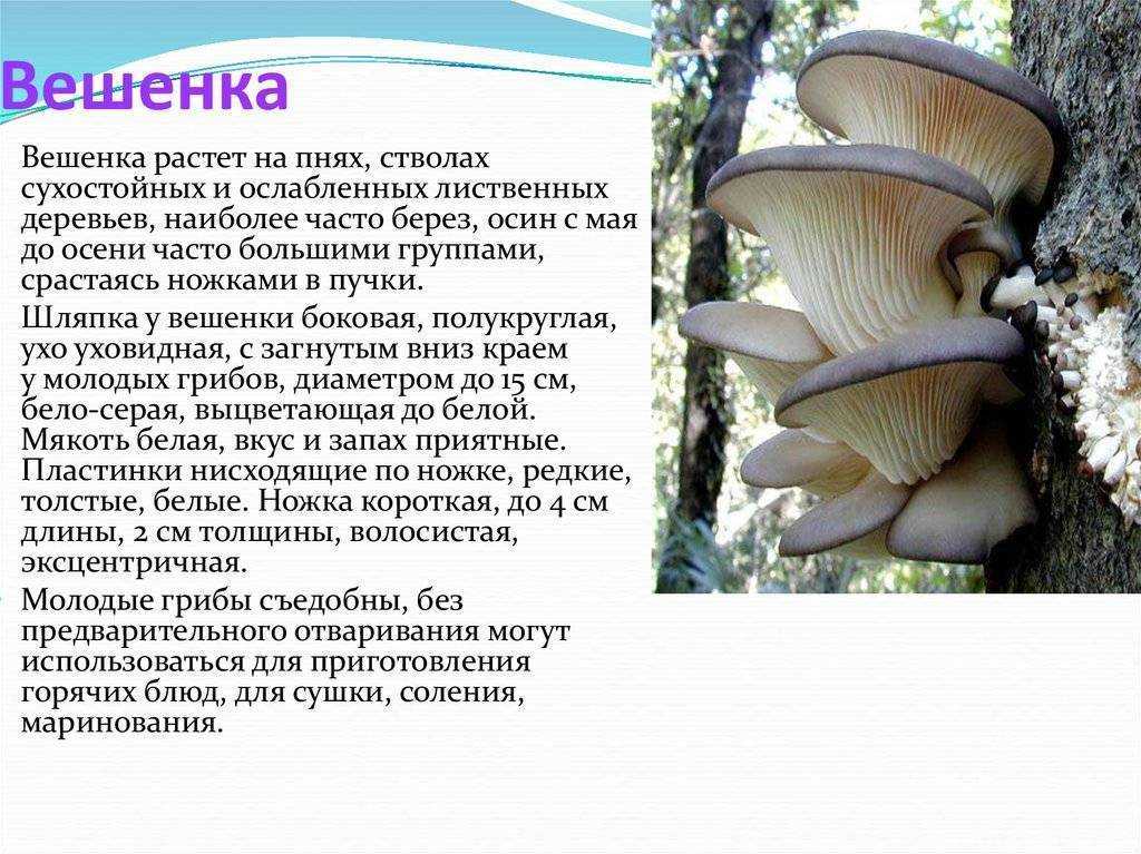 Где искать и как скоро вырастают, когда появляются. правила сбора и охрана грибов. как быстро растет гриб? когда начинают расти грибы? сколько растет белый гриб