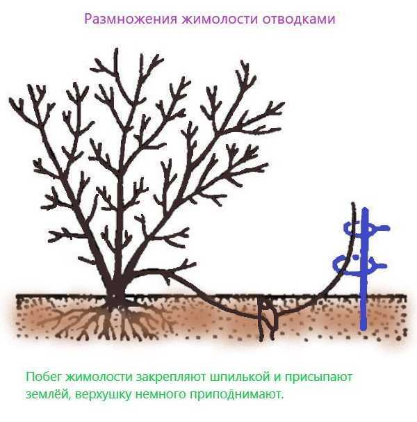 Размножение жимолости: черенкование, получение отводков, деление куста, посев семенами