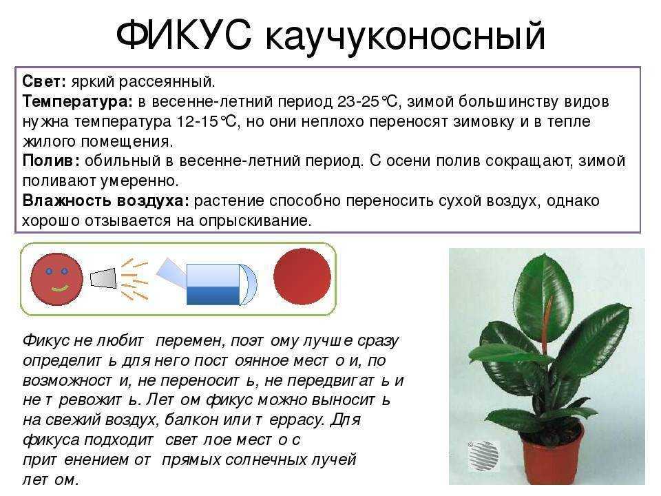 Лировидный фикус (лирата): уход и размножение в домашних условиях, фото