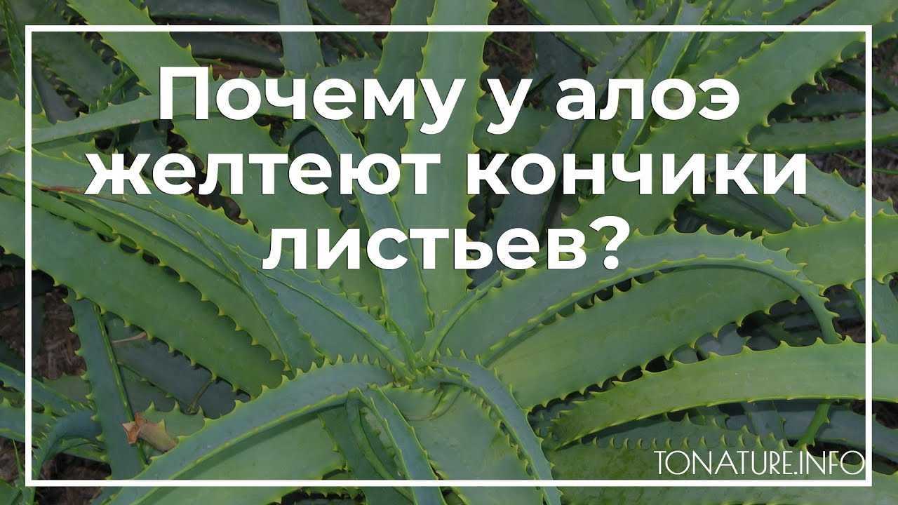 Почему погиб алоэ: можно ли его спасти, если растение пропадает и гниет в горшке, как предохранить столетник и иные виды, когда они вянут от паразитов? selo.guru — интернет портал о сельском хозяйстве
