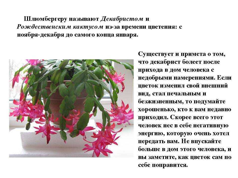 Разновидности пушистого кактуса: описание цветка, уход, цветение и размножение