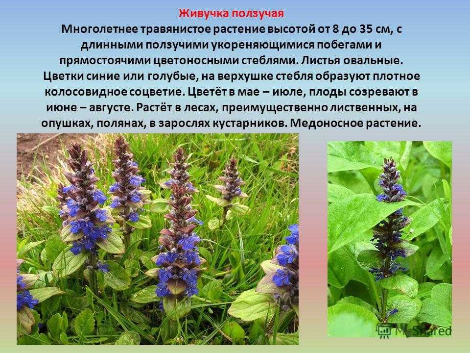 Живучка ползучая (43 фото): пирамидальная, женевская хелена, сорта растения, посадка и уход, выращивание их семян