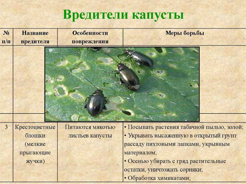Капуста: выращивание и уход в открытом грунте