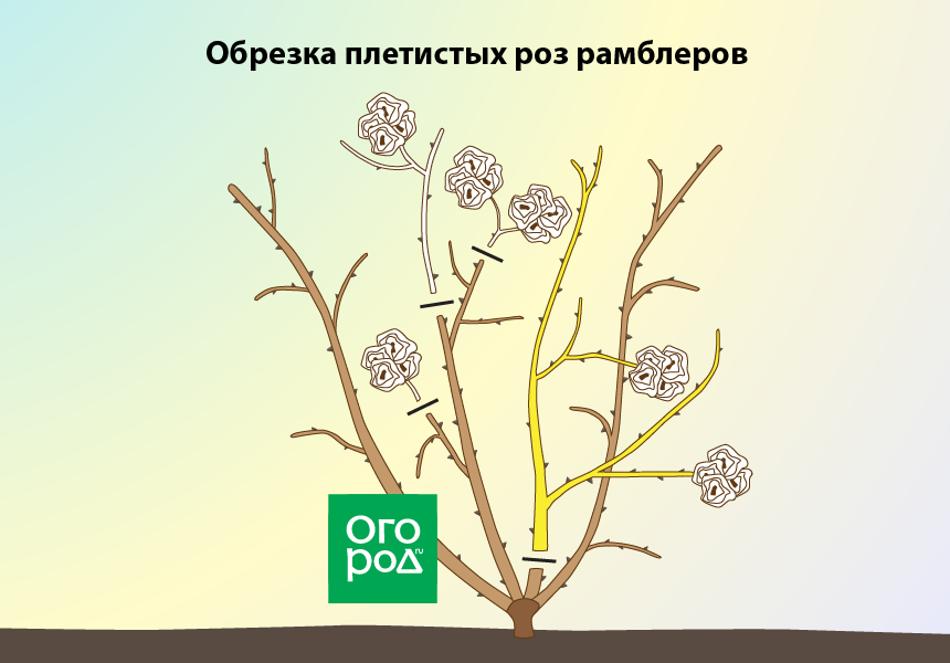 Обрезка роз осенью для начинающих - когда и как правильно