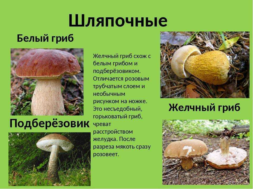 Ложный белый гриб: фото и описание. как отличить от настоящего? - дзен дневник