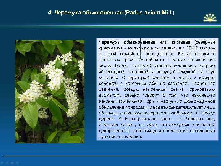 Черёмуха обыкновенная описание и особенности