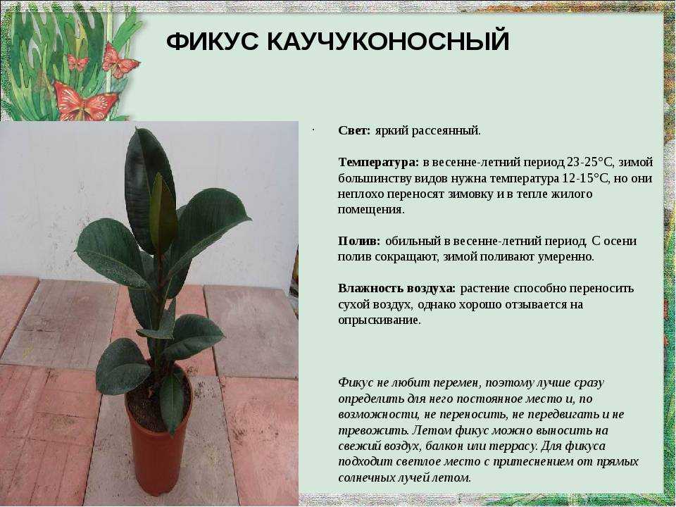 Фикус каучуконосный