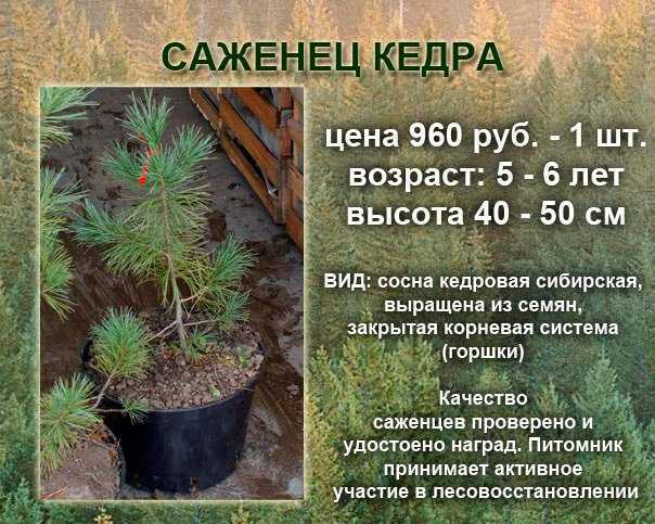 Сибирский кедр — характеристика сосны кедровой, её корневой системы, выращивание дерева и уход
