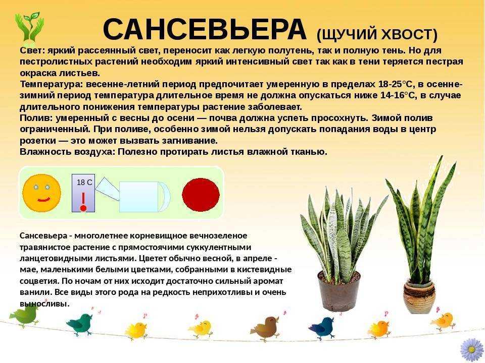 Нефролепис: фото, описание папоротника, родина и страна происхождения комнатного растения, цветок в ванной комнате (да или нет), приметы, где растет и как выглядит?