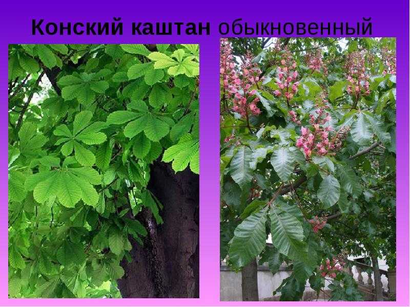 Съедобные и несъедобные каштаны