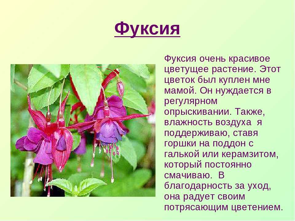 Ваточник: описание, уход и выращивание в открытом грунте
