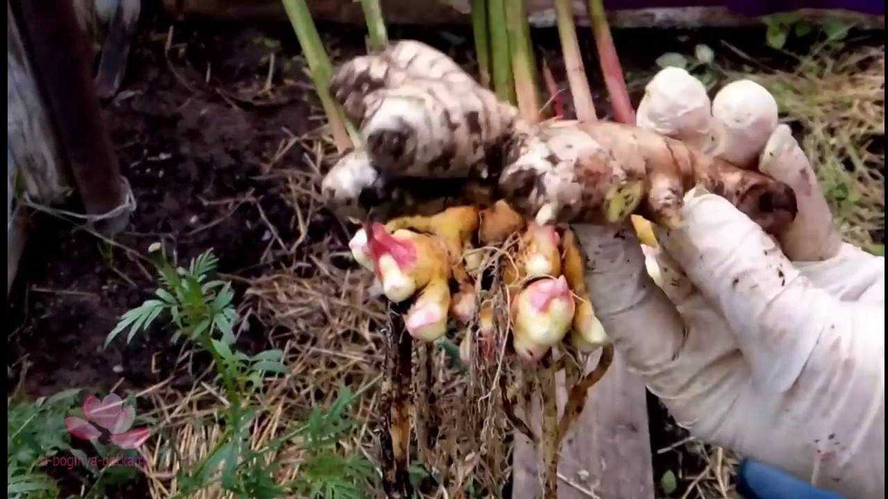 Посадка имбиря, выращивание и уход