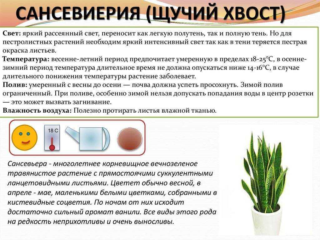 Щучий хвост: как размножается комнатное растение?