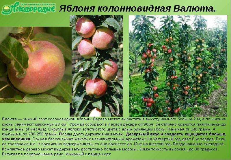 Колоновидная яблоня президент - описание сорта, уход и посадка, отзывы