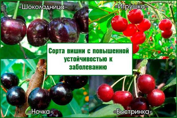 Почему сохнет вишня? как спасти вишни, миндаль, сливы и черешни от монилиального ожога?