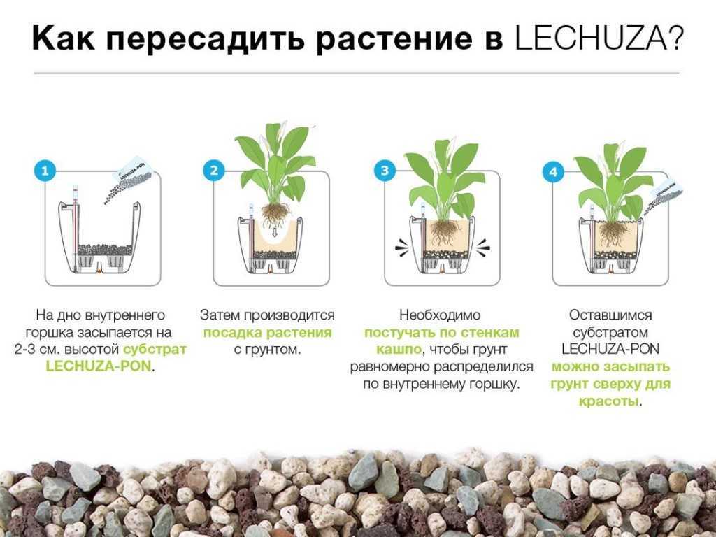 Примула: посадка, выращивание и уход в открытом грунте