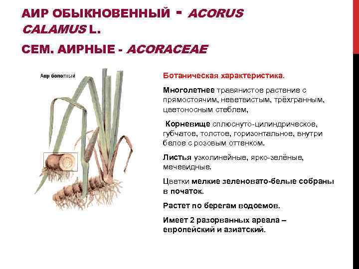Цветок аир: уход в домашних условиях, фото и виды, болезни и вредители