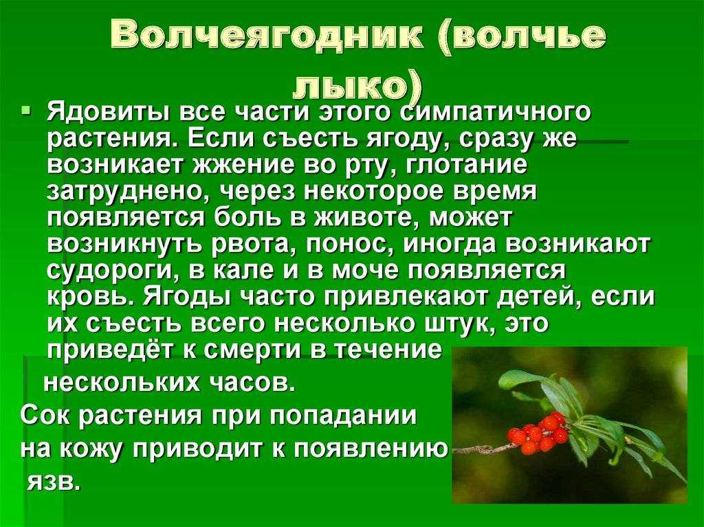 Орхидея для дома: хорошо или плохо, можно держать, почему нельзя, приметы, где лучше ставить в квартире, выращивать по фен-шуй, аллергенный цветок или нет, значение