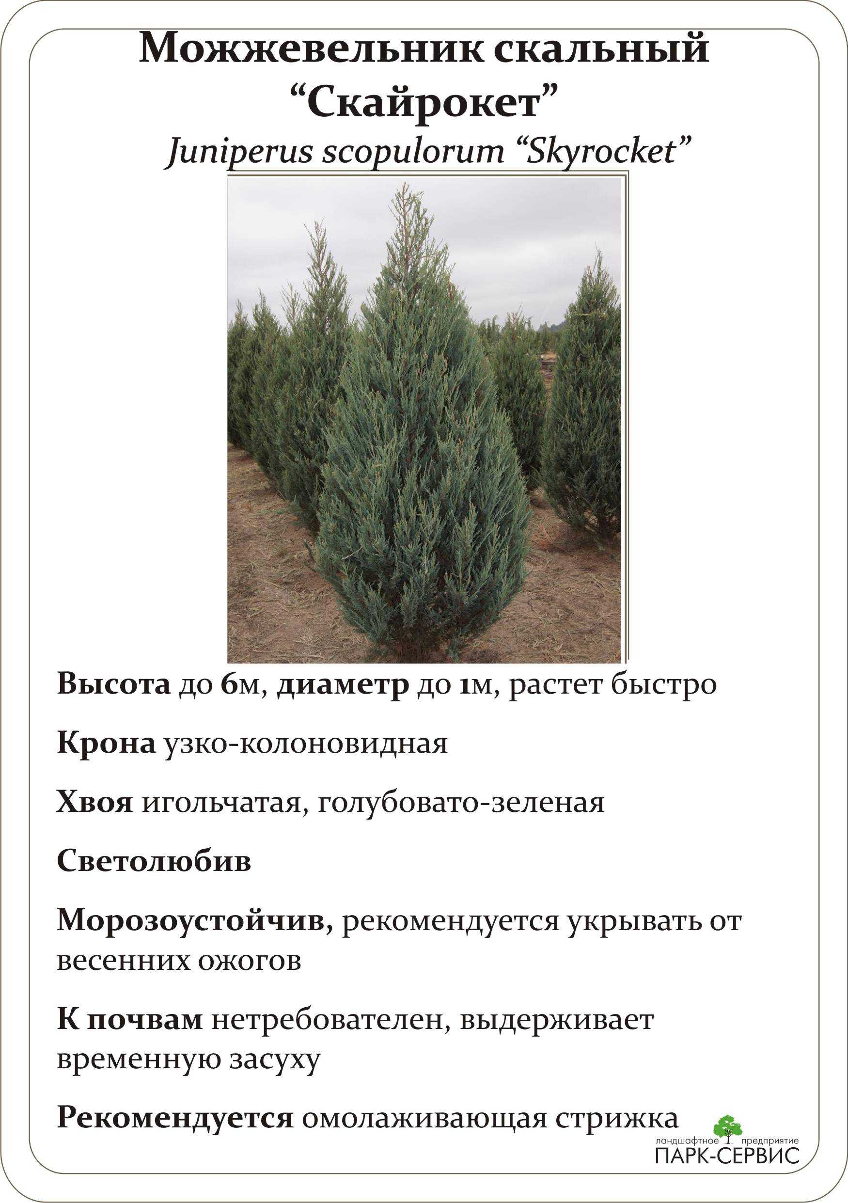 Можжевельник скальный: описание сортов с фото, посадка и уход, размножение, обрезка