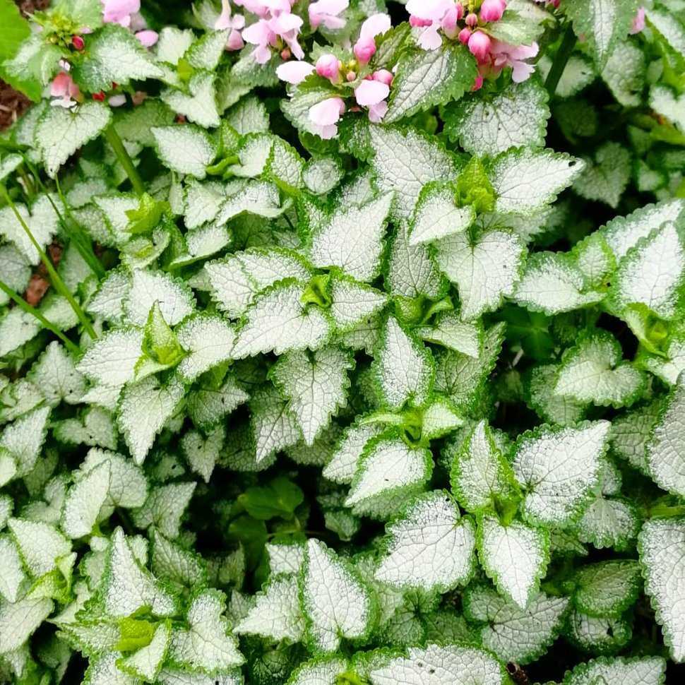 Яснотка крапчатая (пятнистая, lamium maculatum): описание растения, сортов, фото beacon silver