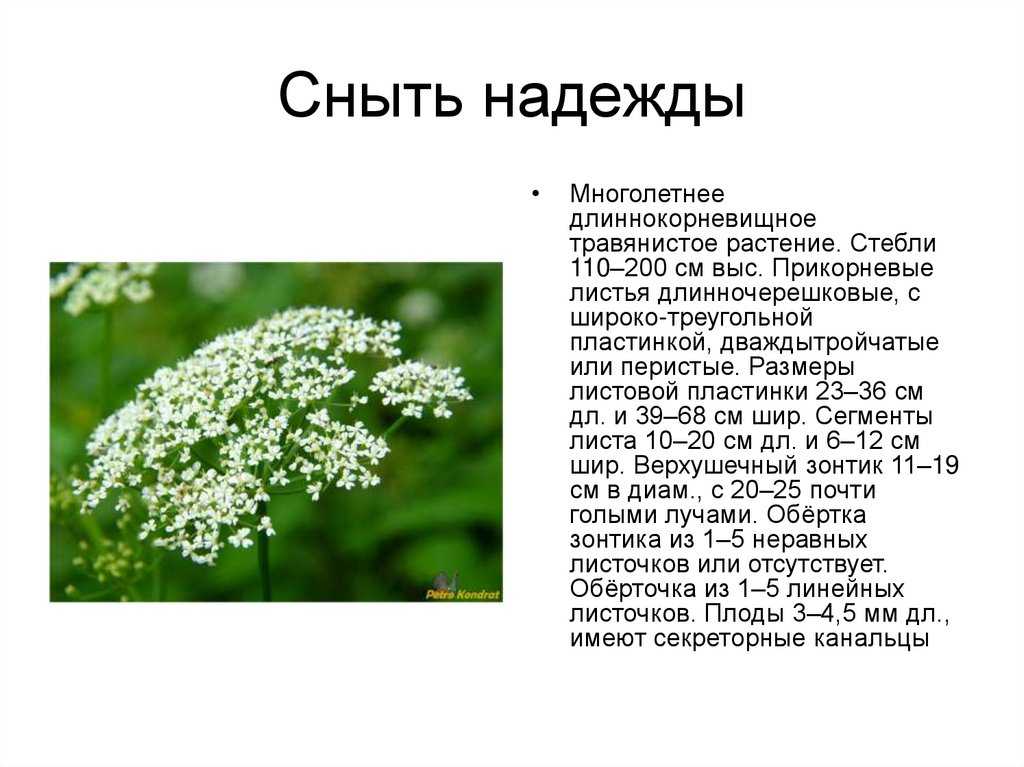 Сныть: полезные и лечебные свойства, противопоказания, фото, отзывы