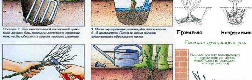 Как пересадить розы на новое место весной и осенью: правила деления и пересадки