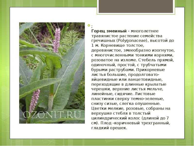 Супер медонос — горец. размножение, посадка и уход за растением