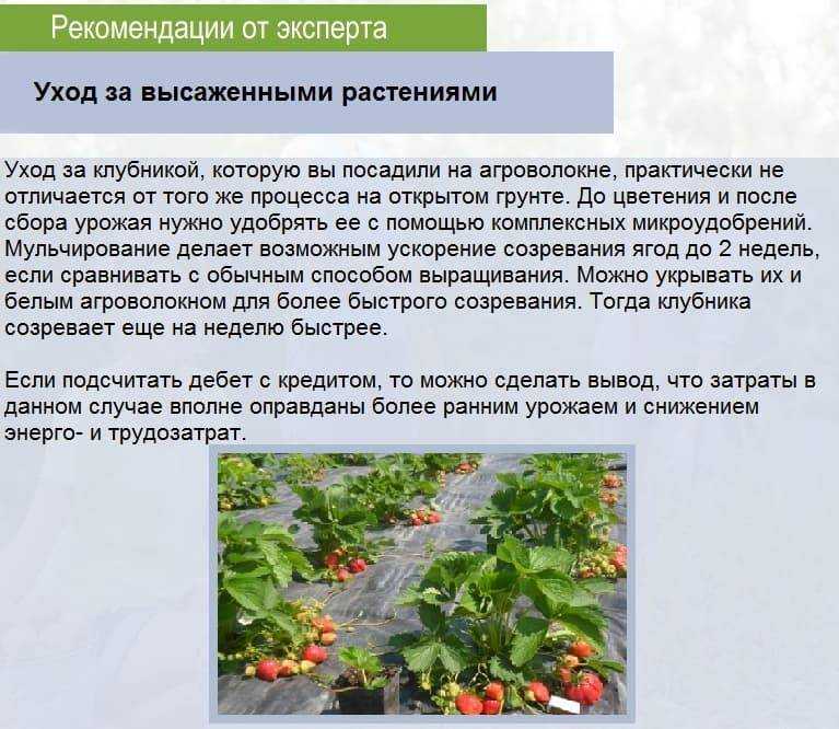 Грядки для клубники своими руками: интересные идеи