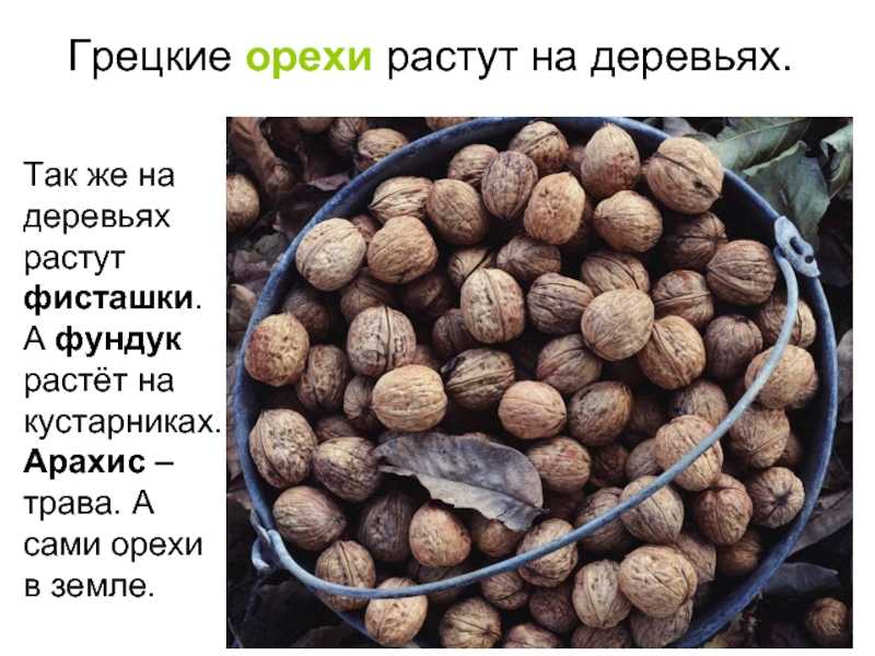 Как сажать арахис в средней полосе на огороде: как правильно посадить и как ухаживать за орехом