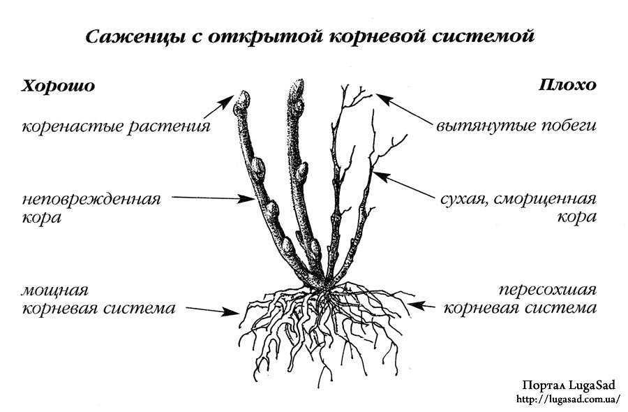 Посадка роз весной и уход за ними. как сохранить саженцы