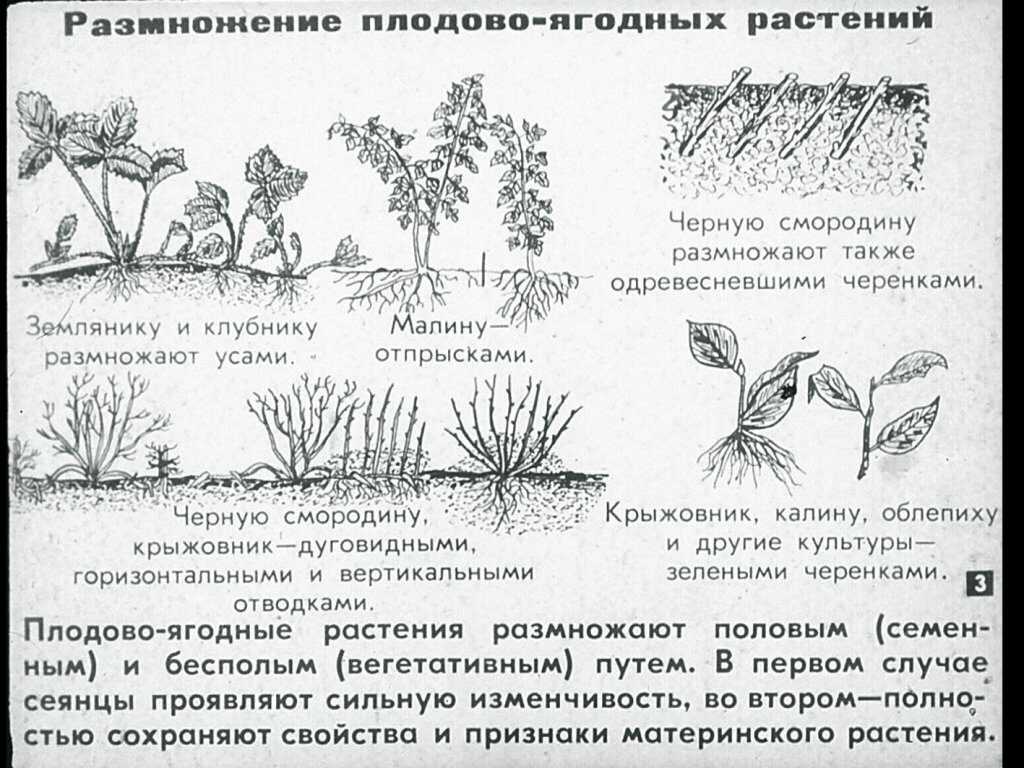 Жасмин: посадка и уход в открытом грунте. способы размножения и секреты успешного выращивания жасмина садового