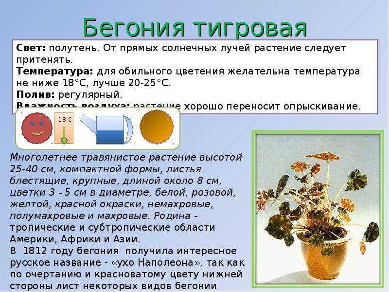 Бегония (70 фото) - виды, особенности ухода и выращивания