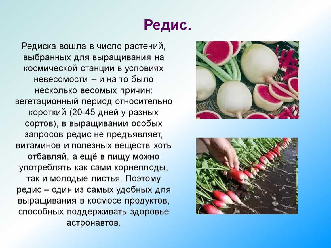 Арбузная редька: описание сорта, посадка и уход, польза и вред, свойства, отзывы
