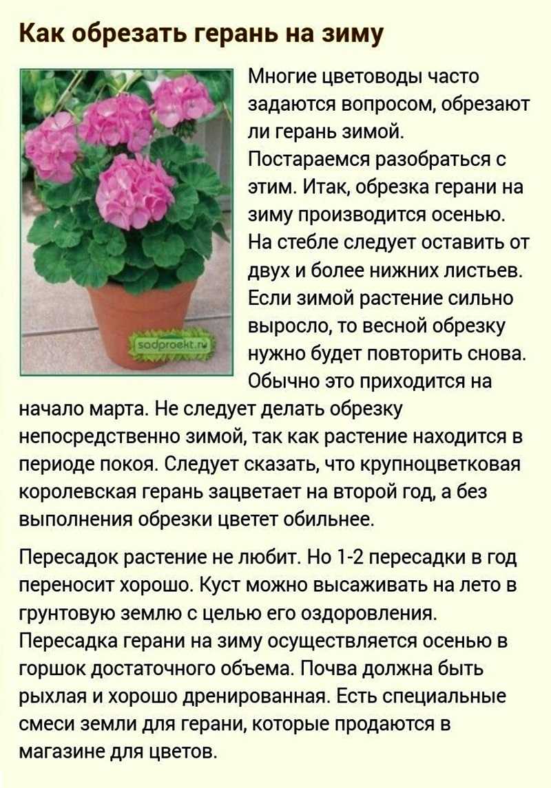 Почему не цветет герань в домашних условиях, а дает только листву: что делать, если комнатная красавица растет буйно вверх, чем подкормить, устранение причин, уход selo.guru — интернет портал о сельском хозяйстве