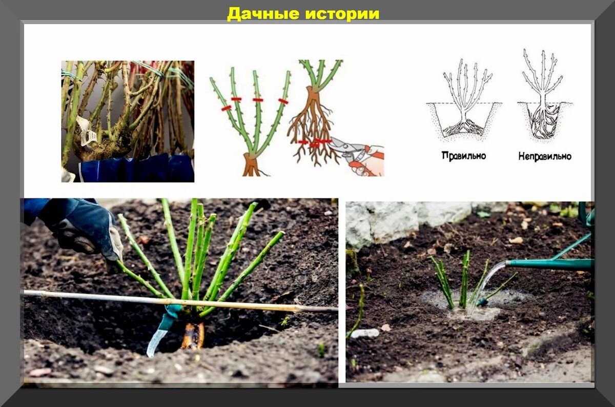 Принципы ухода за розой в горшке (мини розой) в домашних условиях