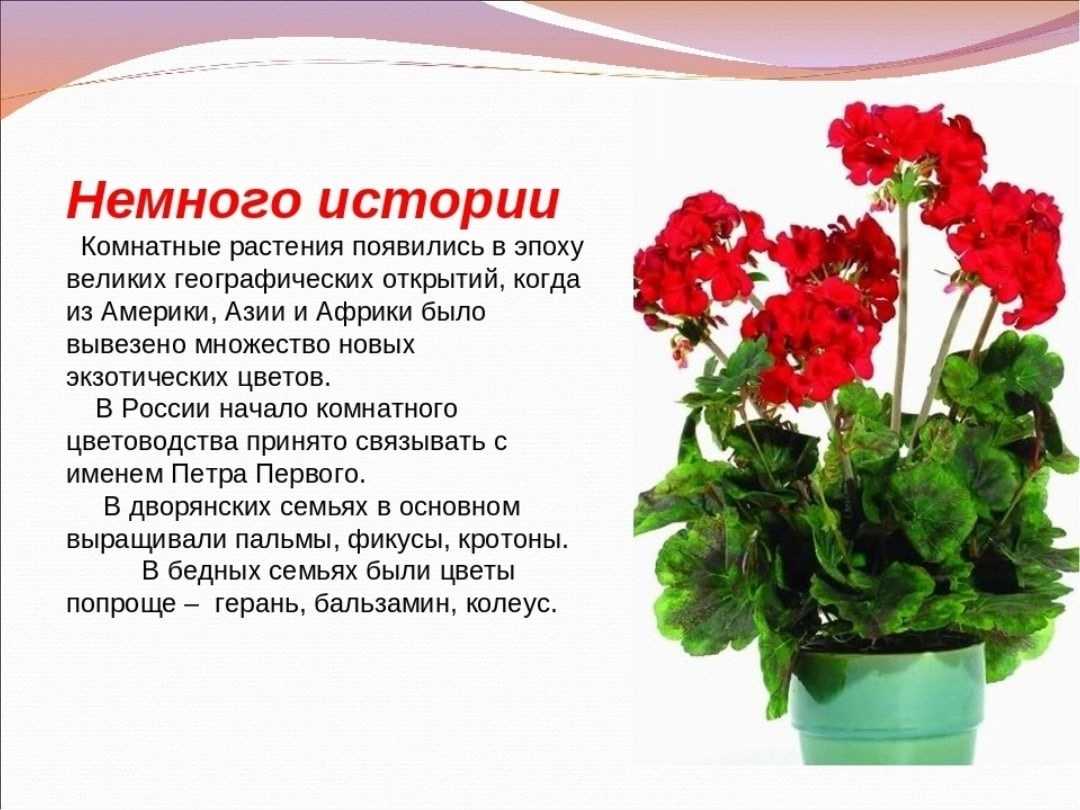 Комнатная роза: выращивание в домашних условиях, уход, размножение