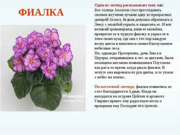 Сенполия (фиалка)