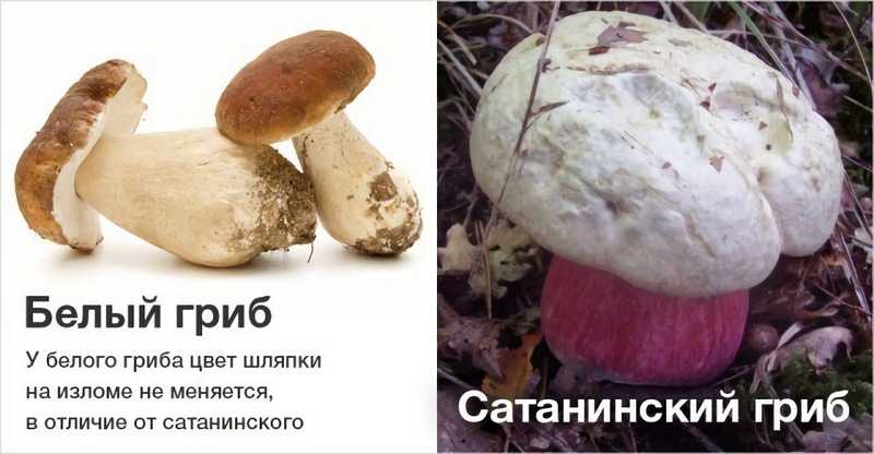 Как отличить ложный белый гриб и настоящий, его описание (+19 фото)? — викигриб